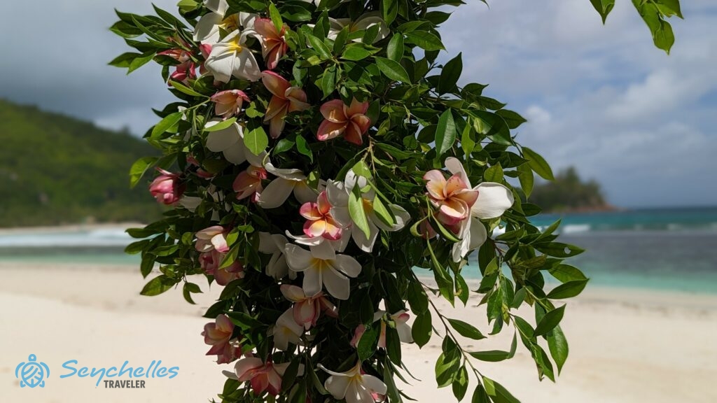 Fehér és rózsaszín frangipáni virágokból készült boldogságkapu dísz Baie Lazare tengerparton, Mahén.