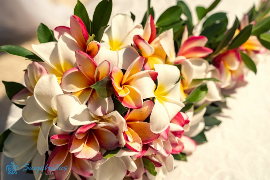 Vízesés formájú menyasszonyi csokor fehér és színes frangipáni virágokból, zöld levelekkel tűzdelve.