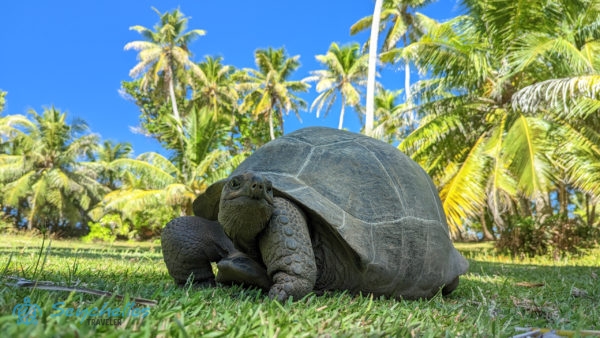Közeli kép egy fűben pihenő óriásteknősről Grande Soeur-szigeten.