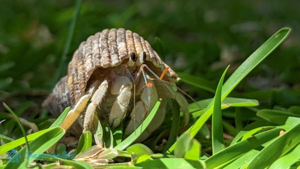 Közeli kép egy fűben lévő remeterákról Grande Soeur-szigeten.