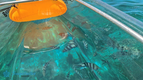 Őrmester halak úsznak az átlátszó kajak alatt.