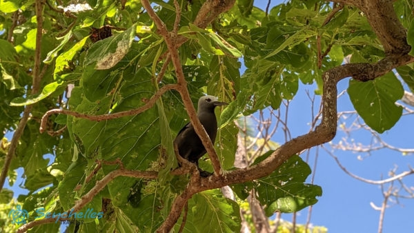 Közeli kép egy barna noddiról amint egy ágon ül Cocos-szigeten.