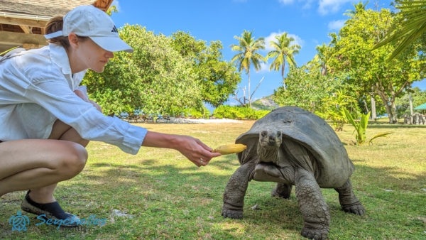Egy látogató banánt kínál egy óriásteknősnek Grande Soeur-szigeten.