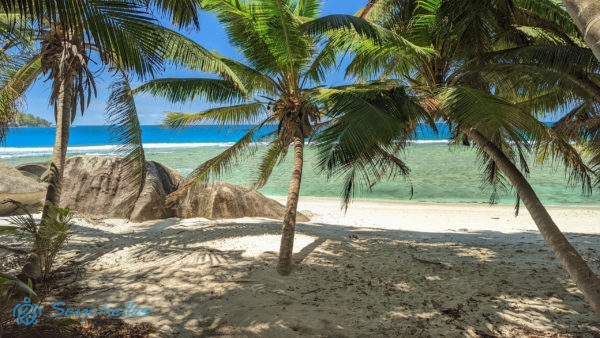 Megdőlt pálmafák és gránit sziklák a homokban a Kalóz-öbölnél Moyenne-szigeten.