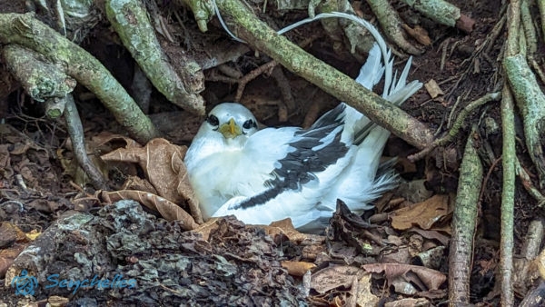 Száraz faleveleken pihenő fehérfarkú trópusimadár Aride-szigeten.