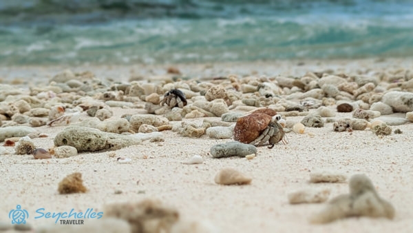 Remeterákok másznak a fehér homokban a partra sodort kagylók és koralldarabok között Aride-szigeten.