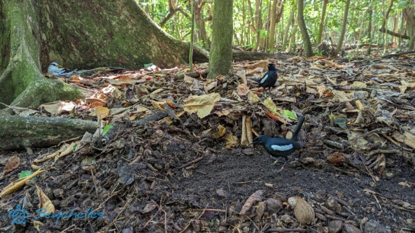 Magpie robin, magyarul szarkarigó az erdőben, Aride-szigeten.