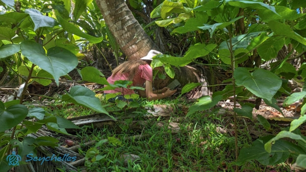 Egy látogató fényképet készít a dús növényzet között Aride-szigeten.