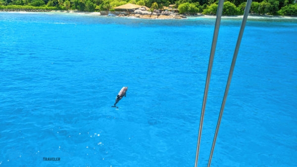 Egy delfin úszik a kristálytiszta tengerben a katamarán mellett Félicité szigetnél.